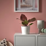 Small potted PHILODENDRON on a cabinet, adding green to a pink room, with a mirror above and a leopard print pillow nearby.