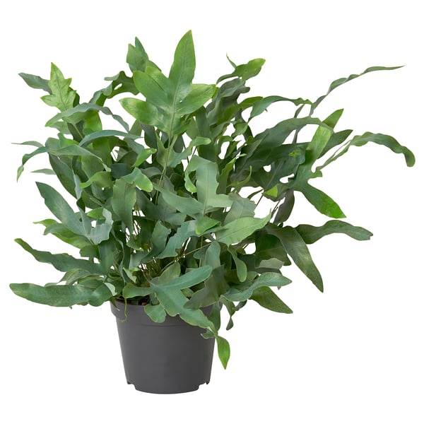 Potted PHLEBODIUM AUREUM with dark green leaves.