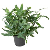 Potted PHLEBODIUM AUREUM with dark green leaves.