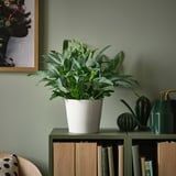 Potted fiddle-leaf fig on shelf with books.