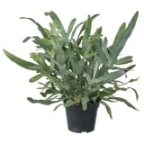 Potted philodendron, green