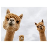 Three close-up portraits of alpacas against a cloudy sky, showing their faces and ears in a soft brown hue.