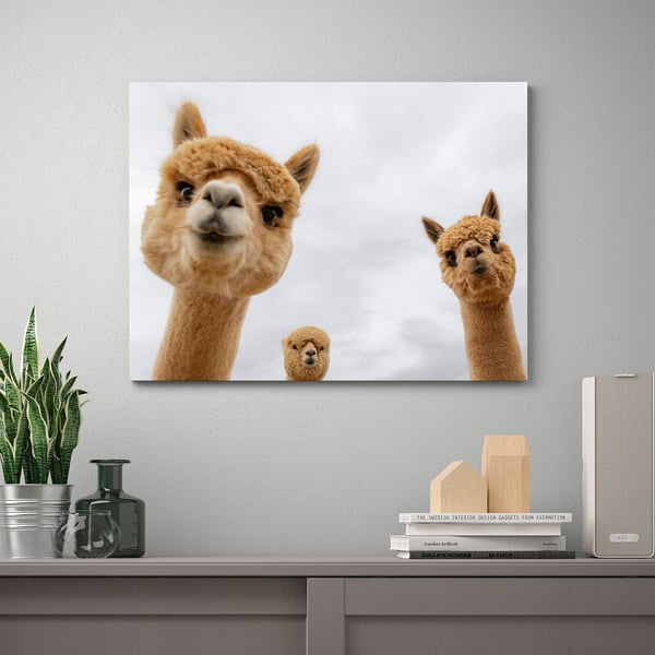 PJÄTTERYD wall decor: 3 alpacas on white canvas above shelf.