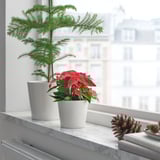 Red POINSETTIA, pinecone, books, city view.