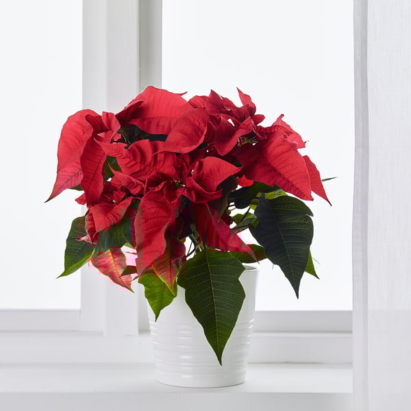 POINSETTIA on windowsill, green leaves, red flowers