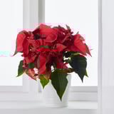 POINSETTIA on windowsill, green leaves, red flowers