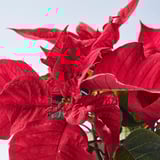 Vibrant red POINSETTIA flowers bloom; lush, healthy plants, rich colors.