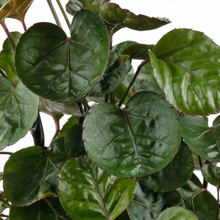 POLYSCIAS Potted plant with pot bonsai assorted colours IKEA Austria