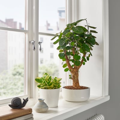 Potted POLYSCIAS plant on window sill.