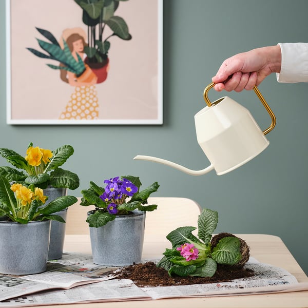 Hand waters vibrant yellow and purple primroses in gray pots, placed on newspapers atop a wooden surface, against a green wall with a poster.