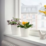 Two potted primroses by window, one yellow, one purple, in white pots on windowsill.