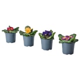 Four colorful primroses in blue pots; red, yellow, purple, and pink blooms.