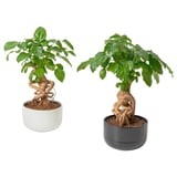 Two potted RADERMACHERA plants, one in white, one in black, bright green leaves.
