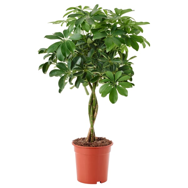 Potted schefflera