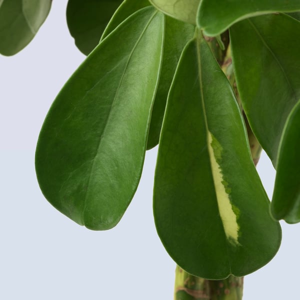 Vibrant green plant leaves, healthy, arranged in a natural pattern, displaying excellent botanical quality.
