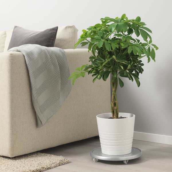 A cozy living room scene with a beige sofa, grey pillows, a green blanket, and a potted SCHEFFLERA ARBORICOLA on a plant dolly for easy mobility.