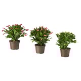 Three potted SCHLUMBERGERA plants in brown pots, each with green leaves and colorful flower buds in pink and white.