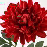Lifelike red artificial flower with green leaves, vivid and detailed petals, realistic texture.