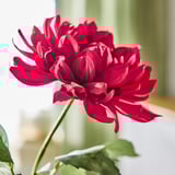 SMYCKA Artificial flower, in/outdoor Dahlia/red, 67 cm