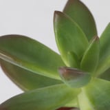 Close-up of vibrant green SUCCULENT leaves, detailed and healthy, set against a bright white background.