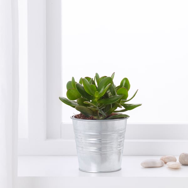 A potted SUCCULENT plant sits by a window in a galvanized container, easy to care for and tolerate dry conditions.