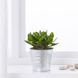 A potted SUCCULENT plant sits by a window in a galvanized container, easy to care for and tolerate dry conditions.