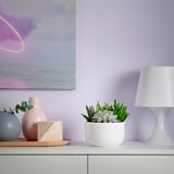 SUCCULENT Potted plant, Succulent mixed colours, 14 cm