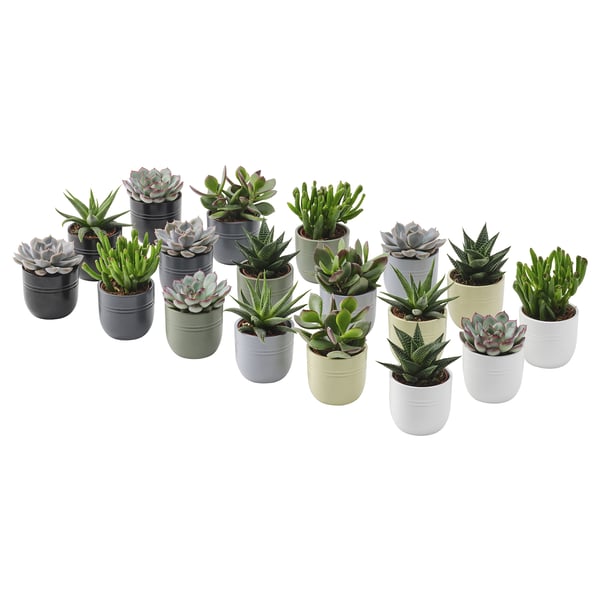 Collection of colorful SUCCULENT plants in modern, pastel ceramic pots; various shapes and sizes.