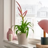 A potted TILLANDSIA plant sits on a windowsill beside two vases and a lamp, adding green decor to the scene.