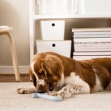 Brown and white dog chewing a light grey TIPHEDE rug on a beige carpet, next to a small wooden stool and white shelves filled with books.
