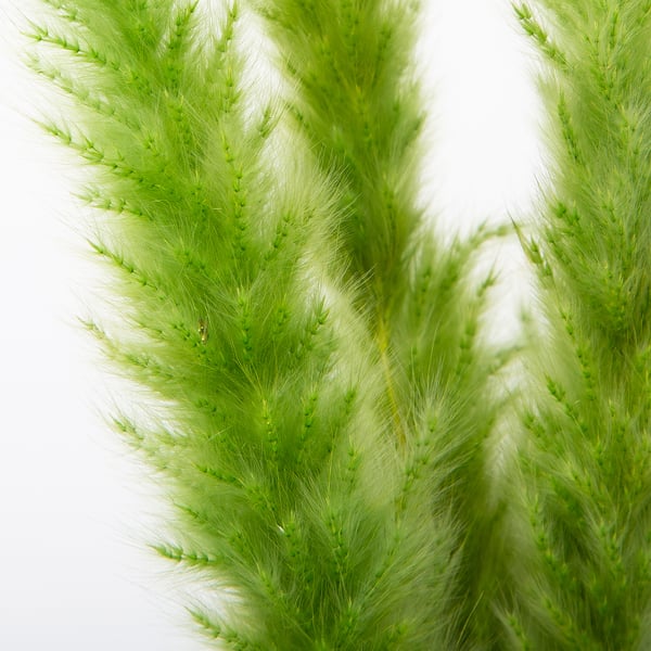 Bright green, fluffy dried grass stems, neatly arranged, showcasing their soft texture and vibrant color.