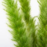Bright green, fluffy dried grass stems, neatly arranged, showcasing their soft texture and vibrant color.
