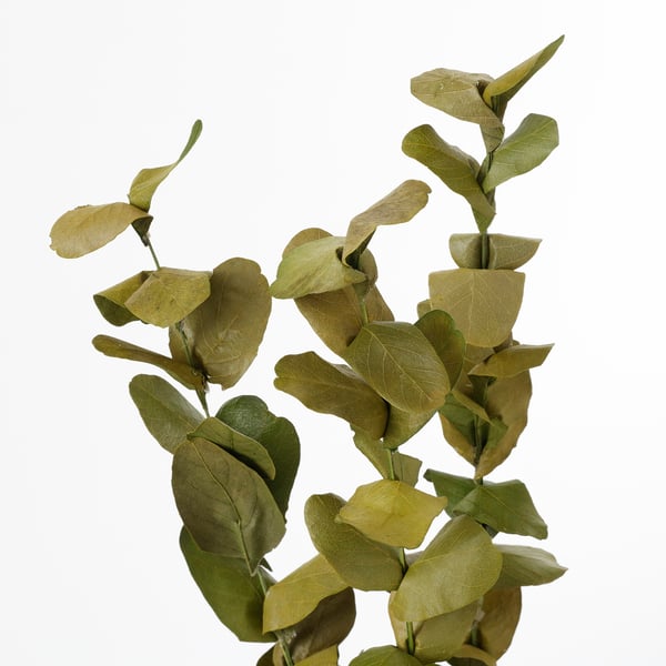 Vibrant, well-preserved dried leaves; natural, lifelike texture.