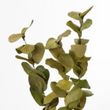 Vibrant, well-preserved dried leaves; natural, lifelike texture.
