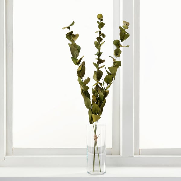 TORKA dried greens in clear vase near window. Thin, green, elongated leaves attached to thin stems. Vase appears small compared to plant height.