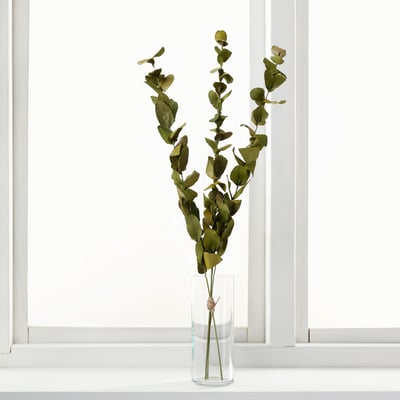 TORKA dried greens in clear vase near window. Thin, green, elongated leaves attached to thin stems. Vase appears small compared to plant height.