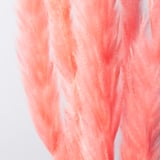 Close-up of vibrant, delicate red dried plant fibers.