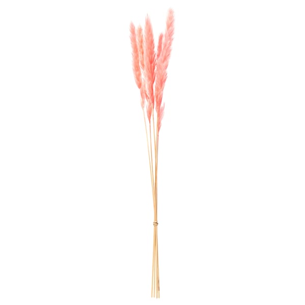 Pink dried grass stems; natural, long, decorative.