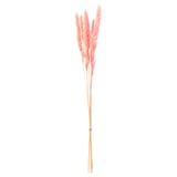Pink dried grass stems; natural, long, decorative.