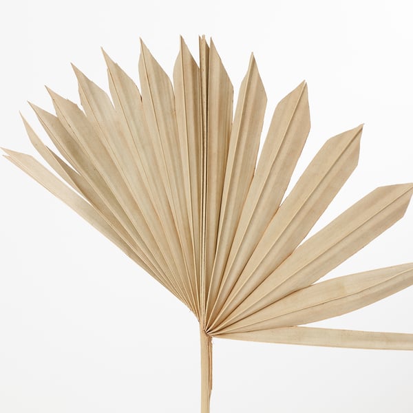 Dried palm leaf, fan-shaped, pristine condition, ideal for bouquets or vases.