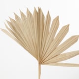Dried palm leaf, fan-shaped, pristine condition, ideal for bouquets or vases.