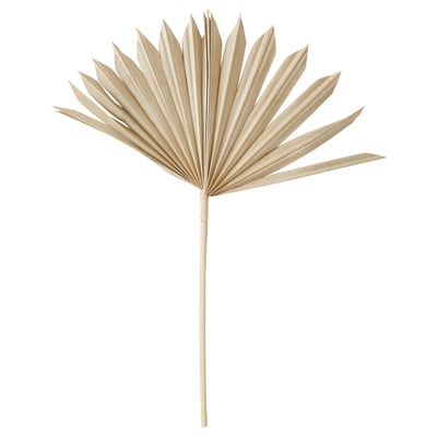 TORKA: dried beige palm leaf, fan-shaped, natural material, decorative for bouquets or vases.
