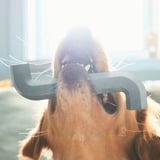 Dog chews on UTSÅDD rubber toy, designed for play and dental health.