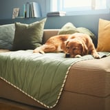 Golden retriever sleeps calmly on a green UTSÅDD blanket on a couch, protected from scratches and fur. The blanket has a cool side for comfort.