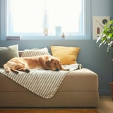 Golden retriever naps on striped UTSÅDD blanket on bed, yellow pillow, blue walls, near large window.