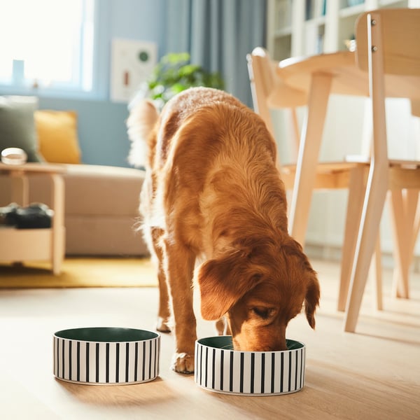 A golden retriever puppy eating from a striped pet bowl on a wooden floor. The bowl is durable and designed to blend with home decor.