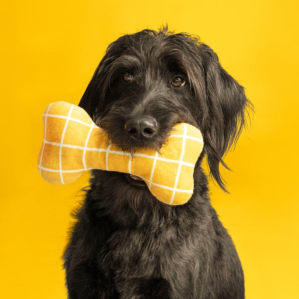 Black puppy plays with yellow checkered bone toy, bright yellow background.
