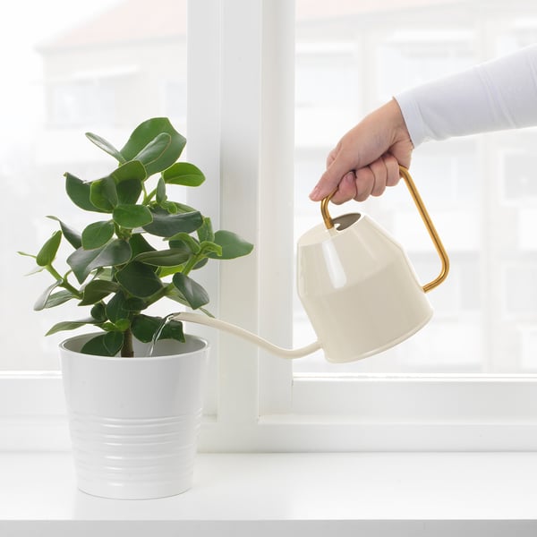 Pouring water on potted plant