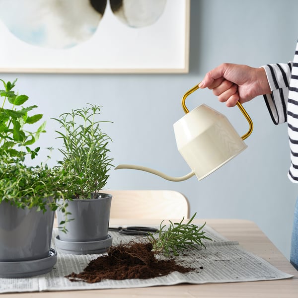 Person waters indoor plants using a white and gold watering can. Herbs in grey pots on table.