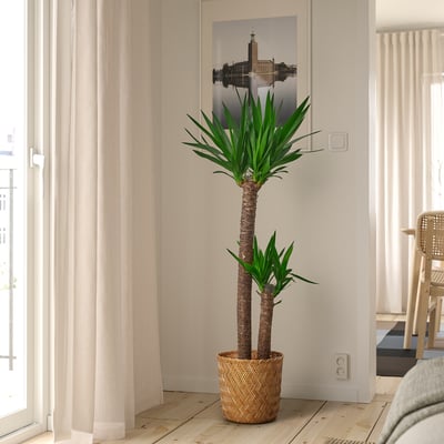 Large YUCCA ELEPHANTIPES in pots between curtained windows.